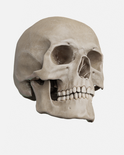 Dexis OP 3D™ LX 15x20 FOV Ceph. Dexis OP 3D™ LX 15x20 FOV Ceph.